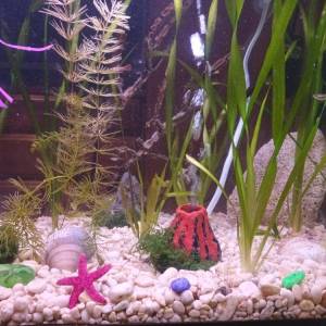 Ukrasni akvarij sa satom i svijetlom