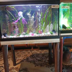 Ukrasni akvarij sa satom i svijetlom