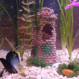 Ukrasni akvarij sa satom i svijetlom