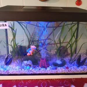 Ukrasni akvarij sa satom i svijetlom