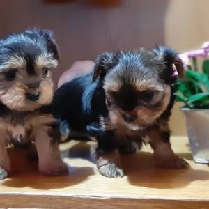 Yorkshire terrier, Jorkširski terijer, Jorki, Yorki- mini štenci