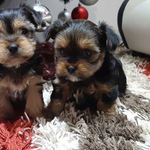 Yorkshire terrier, Jorkširski terijer, Jorki, Yorki- mini štenci
