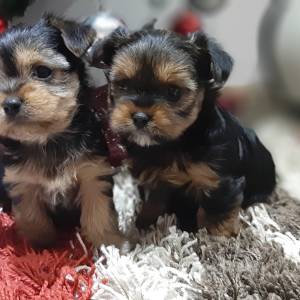 Yorkshire terrier, Jorkširski terijer, Jorki, Yorki- mini štenci