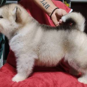 Aljaski malamut štenci