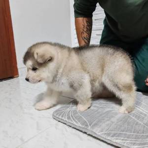 Aljaski malamut štenci