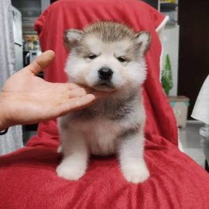 Aljaski malamut štenci