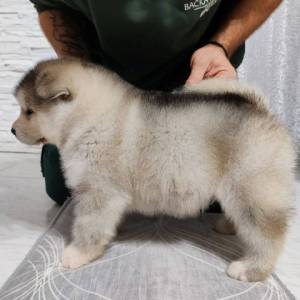 Aljaski malamut štenci