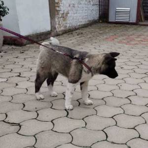 Američka Akita žensko štene