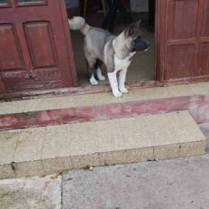 Američka Akita žensko štene