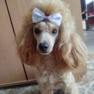 Aprikot Toy pudle štenci