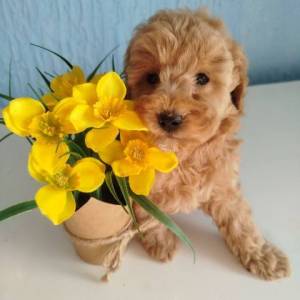 Aprikot Toy pudle štenci