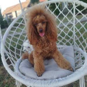 Aprikot Toy pudle štenci