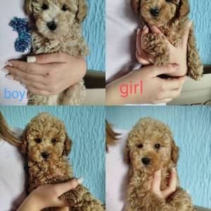 Aprikot Toy pudle štenci