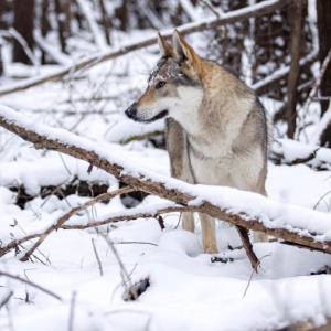 Čehoslovački vučji pas