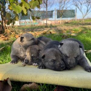 Čehoslovački vučji pas