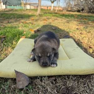 Čehoslovački vučji pas