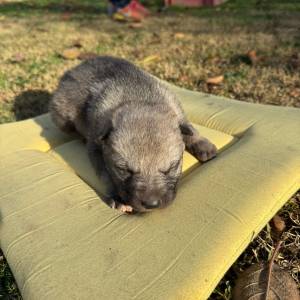 Čehoslovački vučji pas