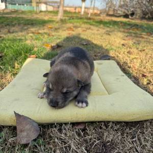 Čehoslovački vučji pas