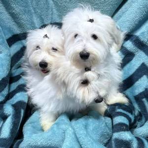 Coton de Tulear