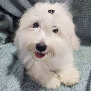 Coton de Tulear
