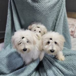 Coton de Tulear