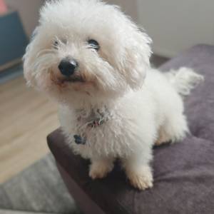 Čuvanje kućnih ljubimaca BARBY PET