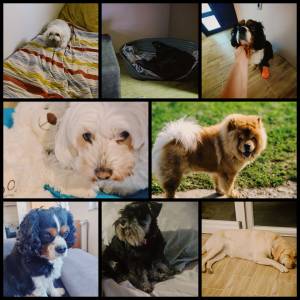 Čuvanje kućnih ljubimaca BARBY PET