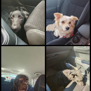 Čuvanje kućnih ljubimaca BARBY PET