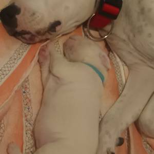 Dogo Argentino štenci