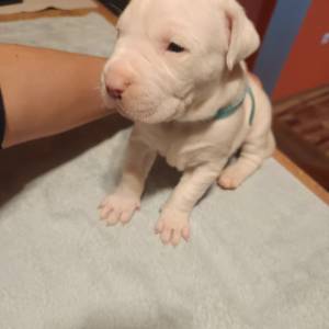 Dogo Argentino štenci