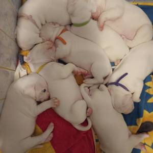 Dogo Argentino štenci