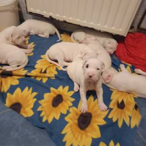 Dogo Argentino štenci