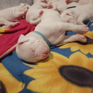 Dogo Argentino štenci