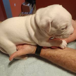 Dogo Argentino štenci