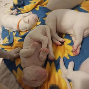 Dogo Argentino štenci