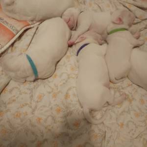 Dogo Argentino štenci