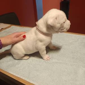 Dogo Argentino štenci
