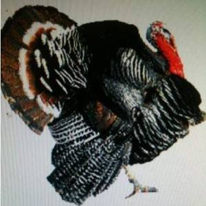 Domaća svježa Zagorska purica 3 - 6 kg dostava na kućnu adresu kupca