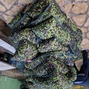 EXTRA DJEVIČANSKO MASLINOVO ULJE (berba 2025)