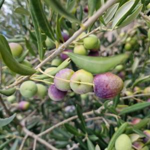 EXTRA DJEVIČANSKO MASLINOVO ULJE (berba 2025)