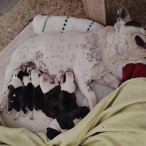 Francuski buldog štenad (čitaj opis)