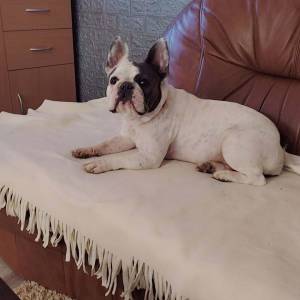 Francuski buldog štenad (čitaj opis)