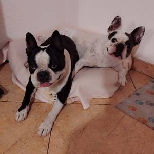 Francuski buldog štenad (čitaj opis)