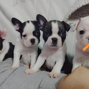 Francuski buldog štenad (čitaj opis)