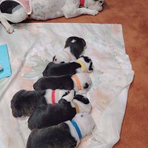 Francuski buldog štenad (čitaj opis)