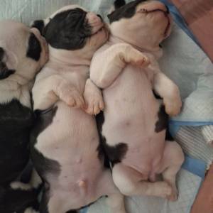 Francuski buldog štenad (čitaj opis)