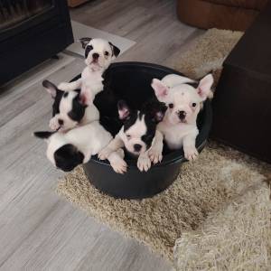 Francuski buldog štenad (čitaj opis)