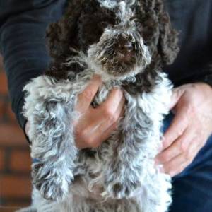 Lagotto Romagnolo štenci