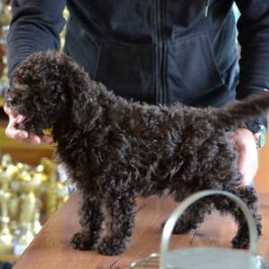 Lagotto Romagnolo štenci