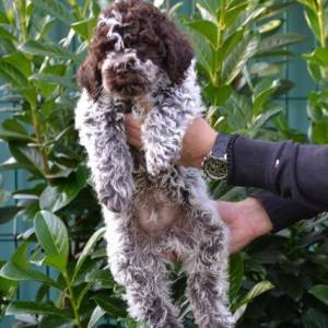 Lagotto Romagnolo štenci